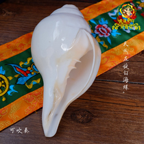 Natural White Sea snails India Nepal Eight auspicious eight for sea snail can play blow to levo-dense religious object pendulum