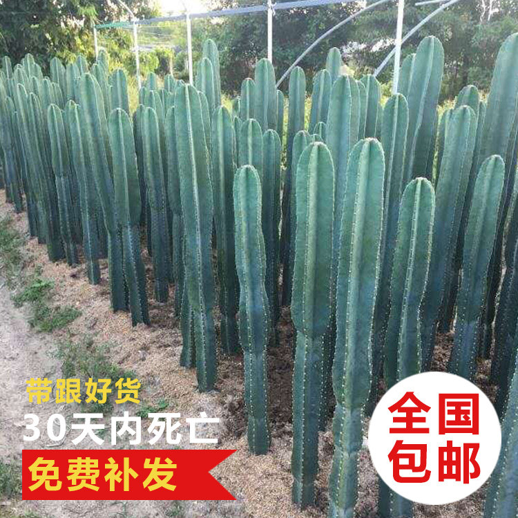 九零后量天尺仙人柱北欧风盆栽!粗直仙人掌养出高级感!-多肉植物-淘宝好物网