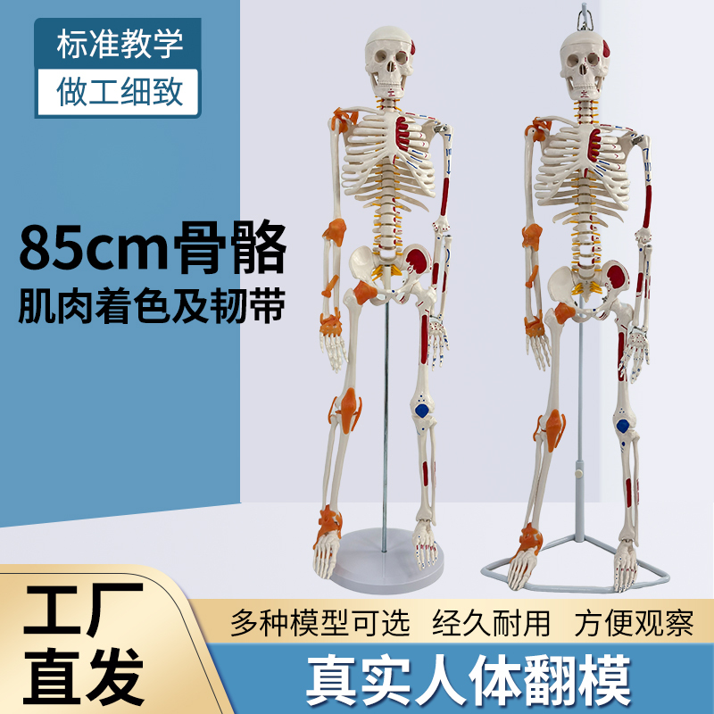 85cm Human Musculoskeletal Structure Ligament Full-Body Skeleton Model Detachable Spine Yoga Beginner Skeleton
