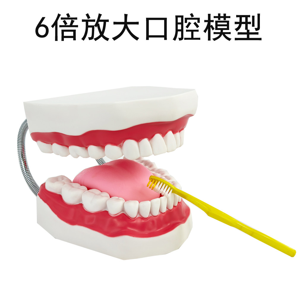 6倍牙齿模型口腔保健护理模型 科学探索示教牙齿教具牙齿保健护理