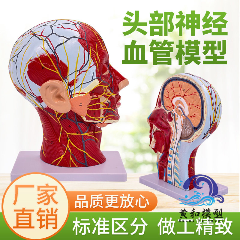 头部正中矢状切面附血管神经模型 人体头部浅表神经血管分布模型