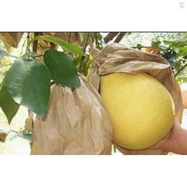 Grapefruit insect protection bag fruit tree bag bag bag Fruit Bag bag bag bag bag bag bag