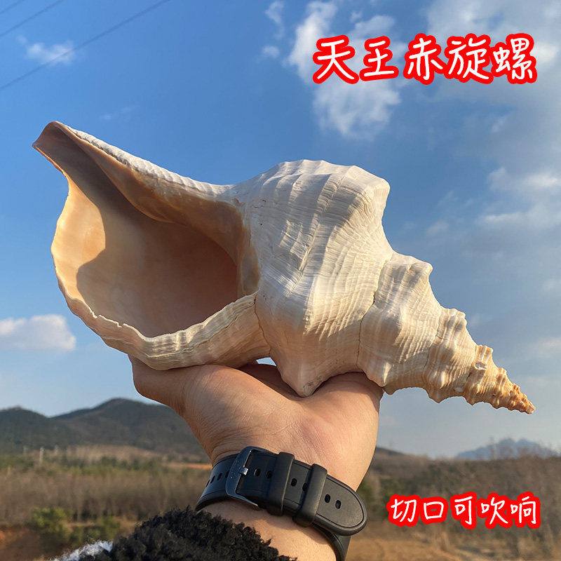 天然海螺贝壳天王赤旋螺公螺号角：海洋的呼唤，家中的艺术品！-海螺