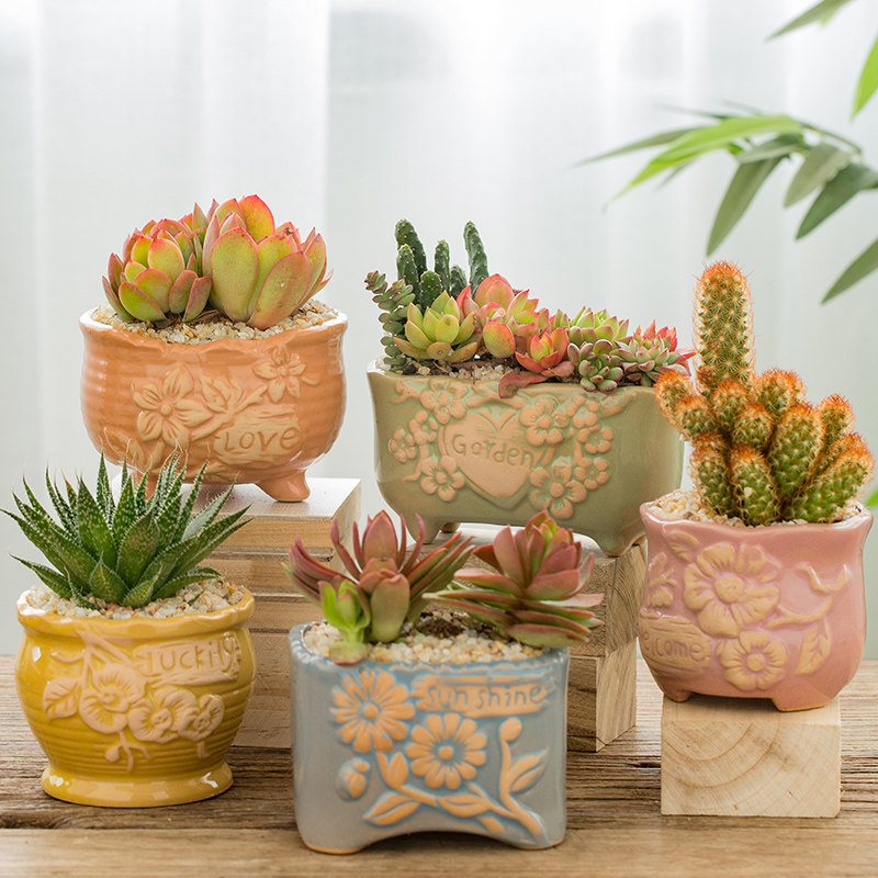 Cute small flower pot multi-meat species creative breeding number Mini special special exquisite set in the home ceramic personality