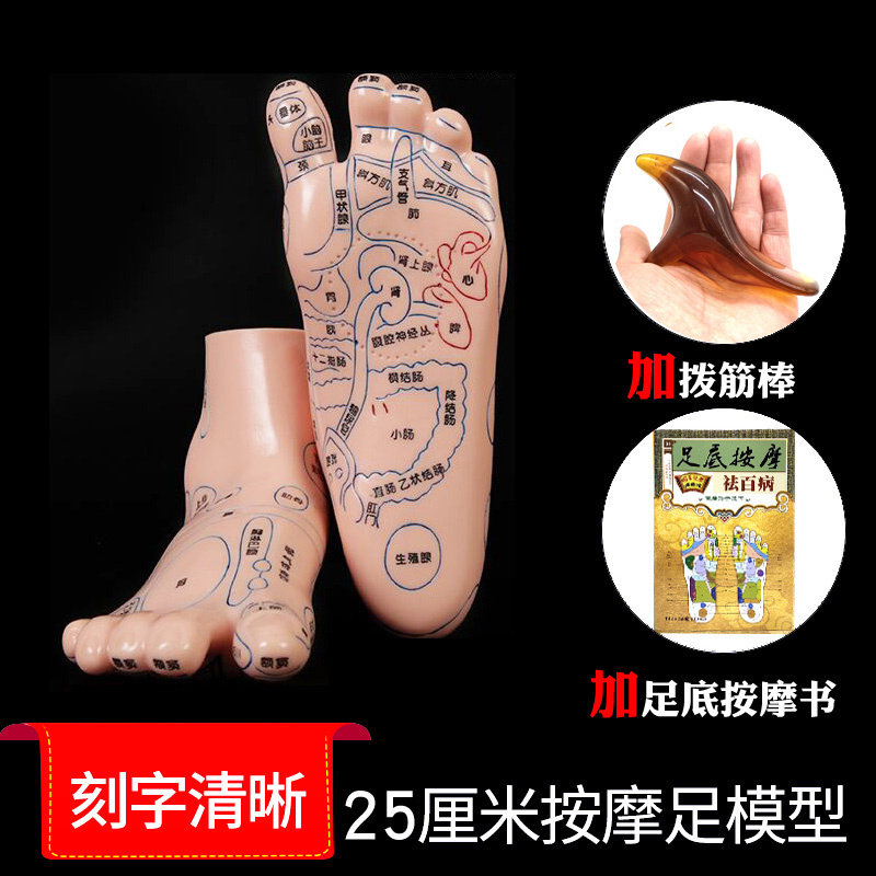 High Definition Foot Massage Model Plantar Reflex Zone Acupoints Tool Equipment Foot Girl Recuperation Health Care Point Acupoint