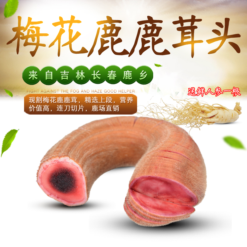 Jilin sika deer antler head stubble two bars of fresh antler whole branch now cut with the top blood antler head 100 grams