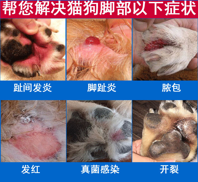 藍澳動物醫院 澳門 什麼是趾間炎 趾間炎是發生在腳趾間的皮膚炎 單發生於一個趾間或多個趾間一起發生都有可能 通常發生在腳趾中間 或是腳掌的任何部位 趾間炎的症狀 趾間炎常見的症狀是狗狗在趾間或是腳部長出一顆小小紅紅的膿包 剛開始像青春痘一般大 後期