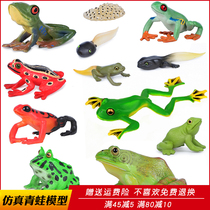 Simulation frog toy tadpole animal model Bullfrog field chicken Tree Frog Toad children Science and Education props gift