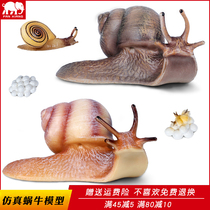 Simulation insect model snail toy snail Lou static solid plastic Children Science and Education cognitive gift ornaments