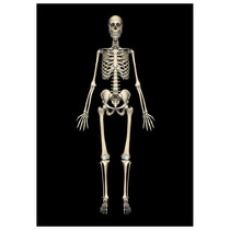 Plastic image of impurity White Bones Meditation White Bones Meditation Buddha’s Zen secrets abstention from sexual misconduct and sexual desire.