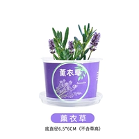 Красный маленький горшечный завод