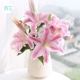 Pink Lily 20 +импорт свежего агента