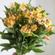 Tuaxian Lily 10 Branch +Free Wating Cervation Agent