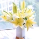 Huang Tianba Lily 20 Plugs +Free Import Freish