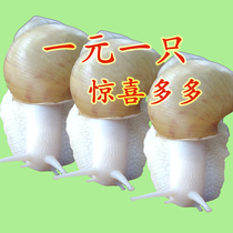 Pet White jade snail Living pearl Giant snail spawning viewing small snail Student science experiment teaching