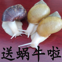Pet snail White jade snail live student kindergarten Watch small snail farming Eat giant extra-large snail