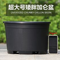 Large caliber gallon pot pot bedroom multi-meat old pile basin rose plastic monthly creative green mouth
