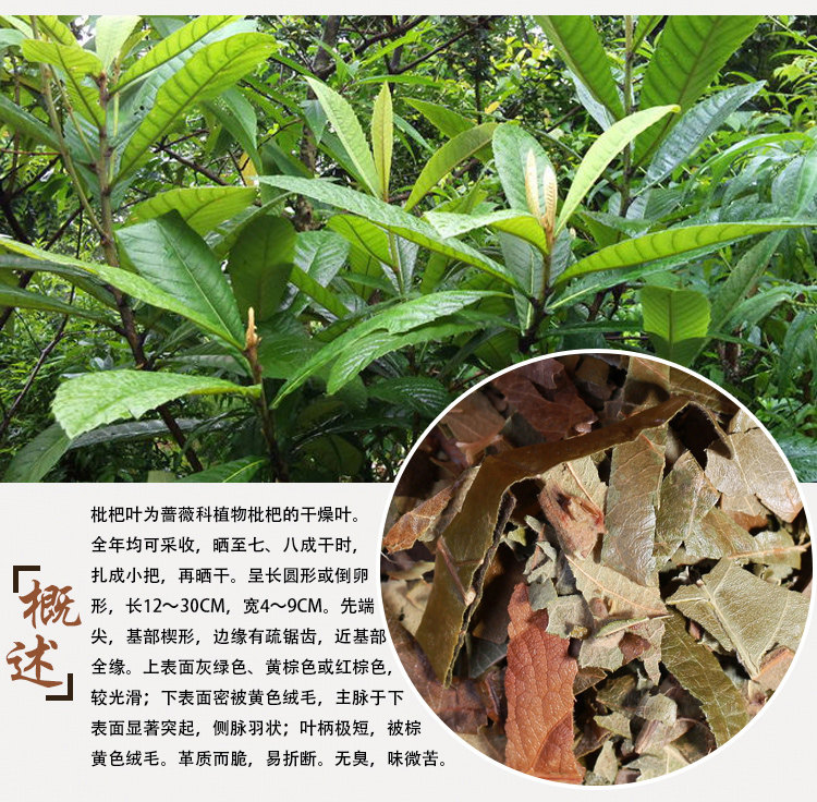 枇杷叶饮片图片,白芍饮片图片,麦冬饮片图片(第19页)_大山谷图库