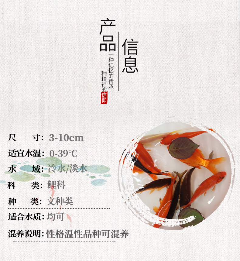 草金鱼锦鲫活鱼观赏鱼活体小型鱼淡水鱼冷水鱼苗红锦鲫花草金锦鲤 九块九特卖网 草金鱼锦鲫活鱼观赏鱼活体小型鱼淡水鱼冷水鱼苗红锦鲫花草金锦鲤 九块九特卖网
