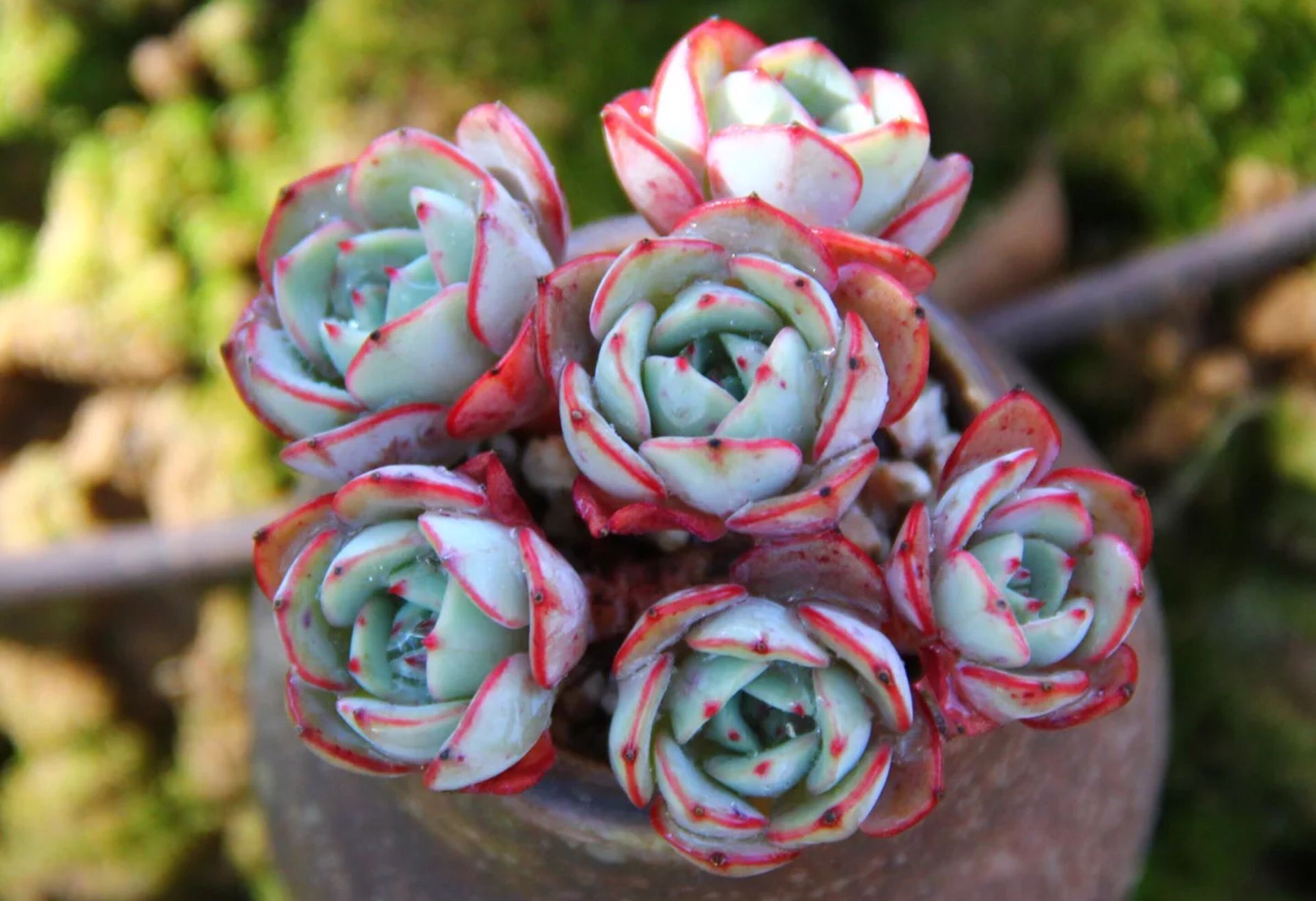 加點這種花肥 多肉猛抽花芽 欣賞別樣美 淘寶海外 加點這種花肥 多肉猛抽花芽 欣賞別樣美 淘寶海外