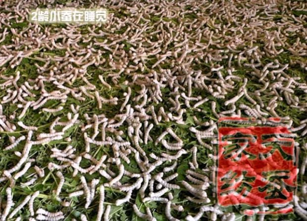 trẻ em tài liệu số lượng lớn gối mới gối / 2 instar tằm phân cát / cát tằm / tằm tằm phân bé gối 500g - Gối