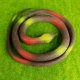 Brown Snake 