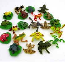 Simulation amphibian reptile model frog tree frog poison frog toy model toddler teaching aids children toy gift