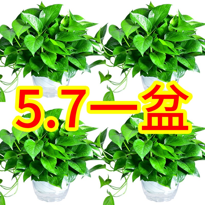 2019 Golden Ge potted plant Indoor air purification formaldehyde absorption Green plant flower office living room plant Chlorophyll golden ge