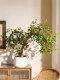High-End Island-Style Artificial Green Plants and Flowers, Indoor Fake Potted Plants, Entryway Decoration, Desktop Ornaments in Vintage Style