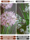 Simulated Green Plants, Hydrangeas, Reeds, Artificial Flowers, Indoor Living Room Large Floor-Standing Potted Plants, Simulated Plant Decorations