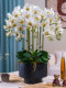 Large Pot of High-End, Realistic-Feeling, Moisturizing Phalaenopsis Artificial Flowers, Plastic Dried Flowers, Fake Floral Arrangements, Indoor Living Room Decorations
