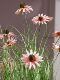 High-End Sunflower Artificial Flower Reed Grass Fake Flower Tree Bionic Fake Tree Green Plant Decoration Indoor Decoration Ornaments