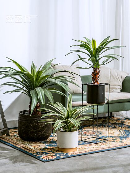 High-End Realistic Dragon Blood Tree Agave Artificial Tree Green Plant Potted Indoor Living Room Landscaping Decoration Ornament