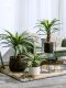 High-End Realistic Dragon Blood Tree Agave Artificial Tree Green Plant Potted Indoor Living Room Landscaping Decoration Ornament