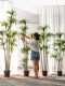 Large Artificial Dragon Blood Tree, Millennium Wood Green Plant, Fake Tree Plant, Indoor Living Room Floor-Standing Potted Plant, Landscaping Decoration Bonsai