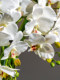 High-End Realistic Artificial Phalaenopsis Orchid Fake Flower Bionic Plastic Flower Arrangement Potted Plant Ornament Living Room Decoration