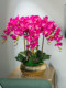 High-End Realistic Butterfly Orchid Indoor Living Room Front Desk Decoration Fake Flower Arrangement Potted Plant Light Luxury