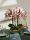 High-End Realistic Butterfly Orchid Indoor Living Room Front Desk Decoration Fake Flower Arrangement Potted Plant Light Luxury