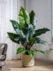 Artificial Green Plants Indoor Potted Calla Lilies, Artificial Plants, Fake Trees, Living Room Floor-Standing Sofa Corner Decoration