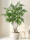 Large Artificial Elm Money Tree Green Plant, Fake Nandina Bamboo Tree for Indoor Living Room, Shop Window Decoration, Floor-Standing Ornament