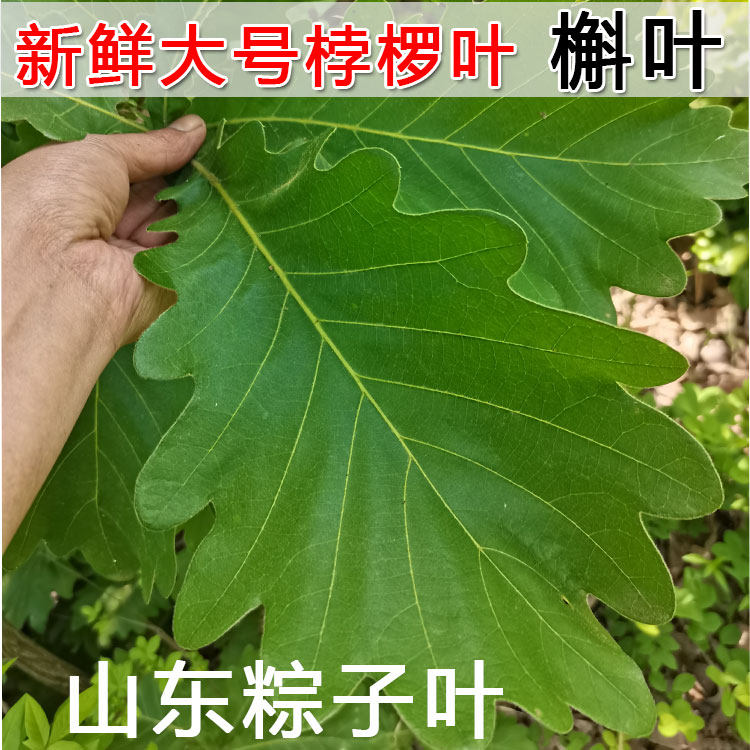 粽叶新选择:槲叶、伯乐叶、柞树叶……这些叶子能包出不一样的美味粽子吗?-粽叶-淘宝百科网
