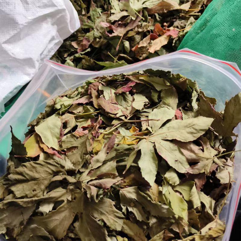 500g Guangxi Jinxiu Wild Sweet Tea Leaves, Umbrella Flower Eight Immortals Leaves, Prickly Tea, Sweet Tea, Goji Berry Sweet Tea, Naturally Sweet