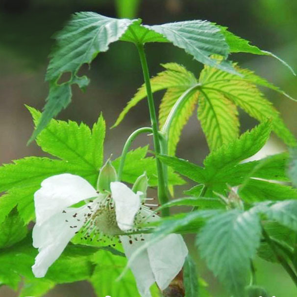 500g Guangxi Jinxiu Wild Sweet Tea Leaves, Umbrella Flower, Eight Immortals Leaves, Thorn Tea, Sweet Tea, Natural Sweet Tea Leaves