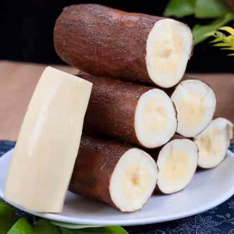 广西黄心木薯批发供应