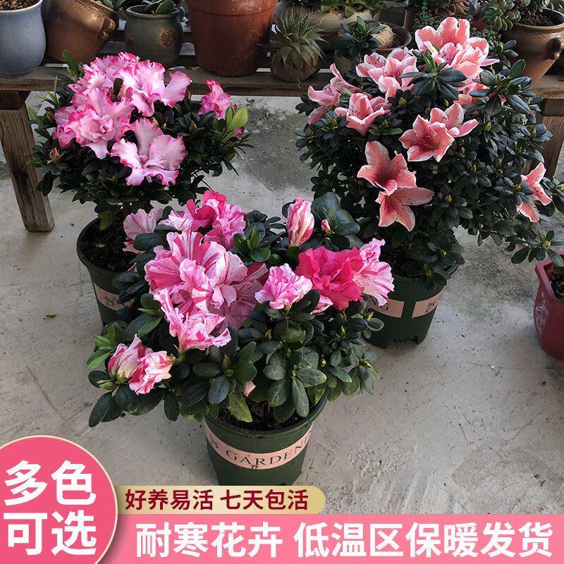 Three-basin rhododendron green-planted indoor potted plants to raise perennial flowering potted plants flowers and flowers plant flowers