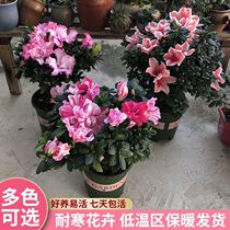 Three-basin rhododendron green-planted indoor potted plants to raise perennial flowering potted plants flowers and flowers plant flowers