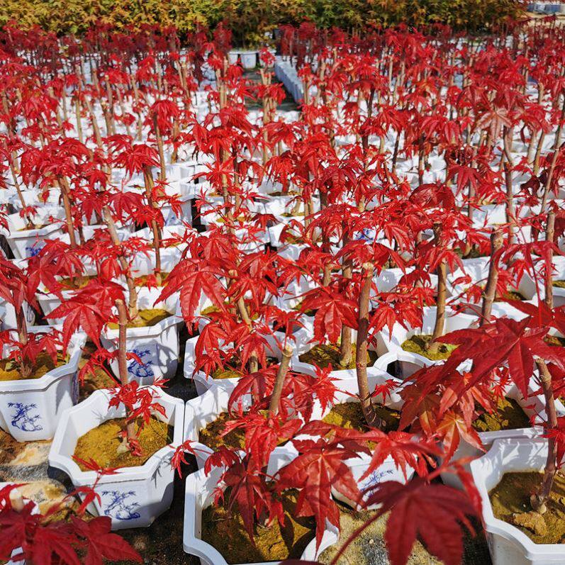 Japan Red Maple With Leaf Red Dance Dj Red Fire Potted Old Pile Living Room Office Patio Green Plant Good For Four Seasons Red