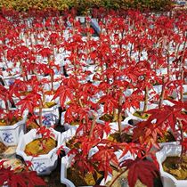 Japan Red Maple With Leaf Red Dance Dj Red Fire Potted Old Pile Living Room Office Patio Green Plant Good For Four Seasons Red