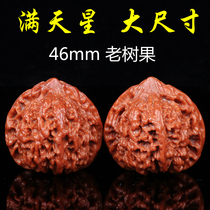 Gypsophila walnut extra-large hemp walnut Wen play 46mm collection grade boutique starry lion head walnut play