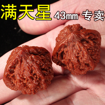 Walnut Wenplay Gypsophila Walnut Nuclear Head Hemp Walnut Wenplay Walnut Lion Head Walnut Gypsophila natural nuclear head